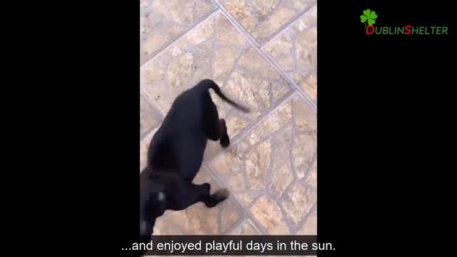 Was Run Over Twice By Cars Then Left To End His Life Inside A Hidden Cardboard Box... смотреть онлайн