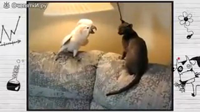 Попугай гопник и кот!!! смотреть онлайн