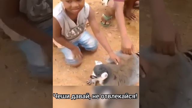 Чеши давай, не отвлекайся 🦝