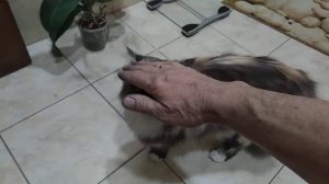 КОШКА МАСЯ ПРИШЛА ЧТО БЫ ЕЁ ПОГЛАДИЛИ НО ПОТОМ НАЧАЛА НАПАДАТЬ! #кошка #мася #играет