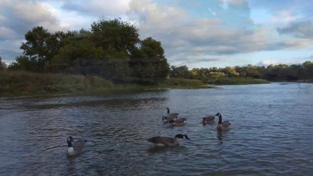 Geese scared by Drone, Waterloo смотреть онлайн