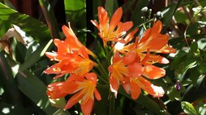 I bet you didn't know this about Clivias