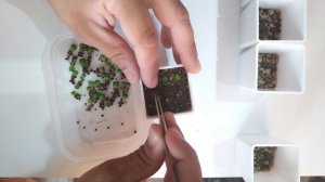 Пикировка сеянцев астрофитума