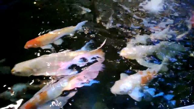 Рыбы в ТЦ Олимпийский. 23.04.2014 смотреть онлайн