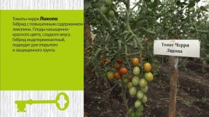 Урожайные и вкусные сорта помидоров