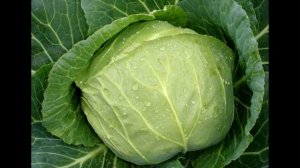 Почему трескается капуста на грядках Сад и огород выпуск 071