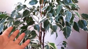 Ficus Plants/Care and Propagation