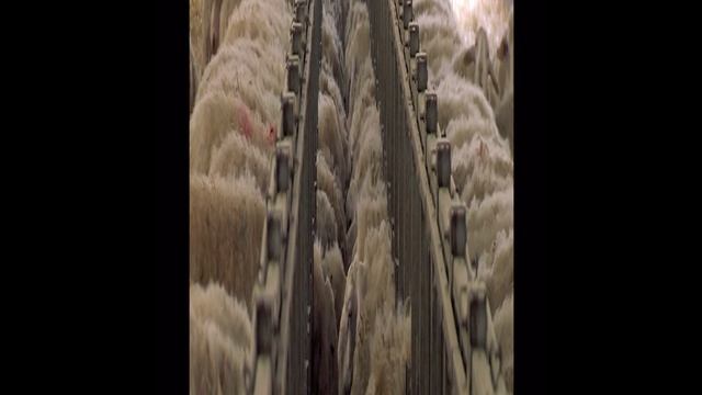 Линия кормления Javier Camara - откорм овец / автоматическая линия кормления-автоматизация кормления