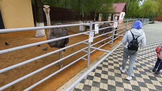 Липецкий зоопарк смотреть онлайн