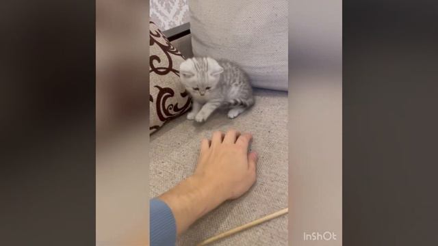 Шотландские вислоухие и прямоухие котята