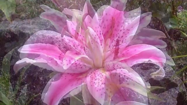 ЦВЕТЫ НА ДАЧЕ. ВАЛЬС ЦВЕТОВ. Malva. Very beautiful music. смотреть онлайн