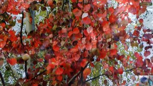 Илья Лукин Осенний шарм