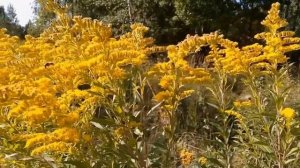 Золотарник обыкновенный ! лечебные свойства , применение и противопоказания.