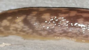 Слизняк, я в шоке, что это?