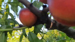 Нектарин Старк Сангло