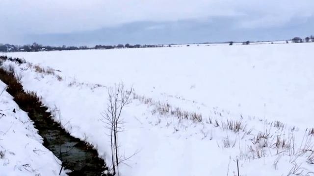 Состояние озимой пшеницы на 14.01.2017 г.
