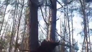 Кадры с трофейной action-камеры убитого на Херсонском направлении боевика ВСу с прилетом нашей арты!