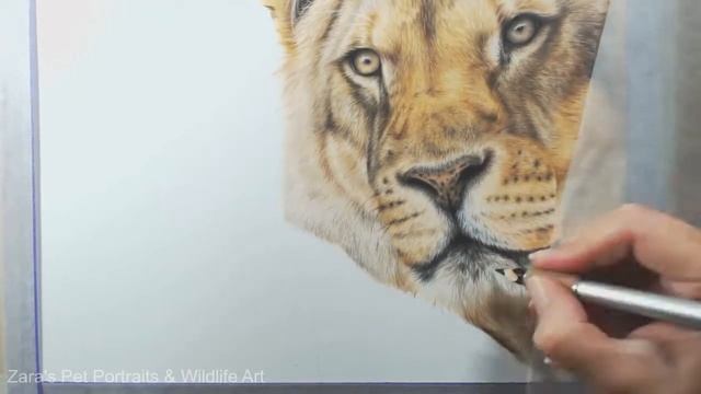 Lionness Colour Pencil Drawing | Final, part 3 смотреть онлайн
