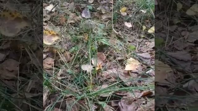 «Новый уровень издевательства»: видео, снятое в лесу Приморья, всколыхнуло сеть