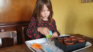 Sowing Runner Beans- Mr Men & Little Miss range by Thompson & Morgan