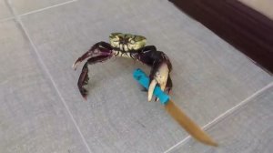 Нашествие крабов. Курящий краб?