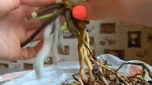 Реанимация орхидей, гнилые корни. ЧАСТЬ 1...