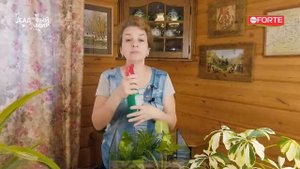 Правила ухода за флорариумом с комнатными цветами. Фиттония и хлорофитум как украшение аквариума.
