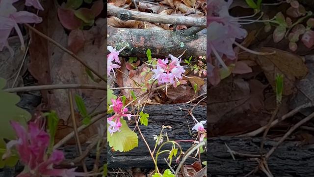 Blooming Azaleas + Rhododendron @ Little Schloss Mountain | St. Luke, Virginia