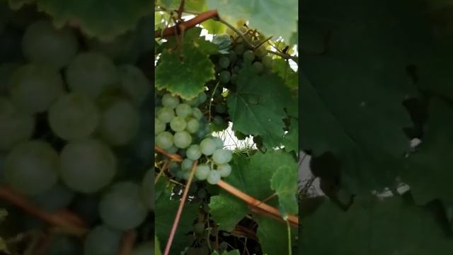 Виноград Цитронный Магарач