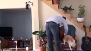 20 случаев, когда домашние животные отомстили своим хозяевам