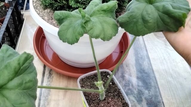 #313.Торф Агробалт С для черенков пеларгоний!Моё впечатление и честный отзыв! смотреть онлайн