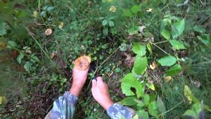ГРИБАЛОЧКА ИЛИ ТИХАЯ ОХОТА, СОБИРАЕМ ОПЯТА В ЛЕСУ НА ПНЯХ И В КУСТАХ ШИПОВНИКА! ГРИБЫ НА УРАЛЕ