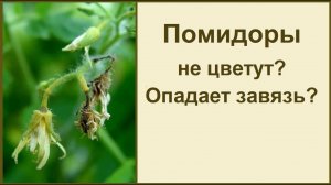 ОТПАДАЕТ ЗАВЯЗЬ НА ТОМАТАХ ИЛИ ЕЕ ВООБЩЕ НЕТ?!
