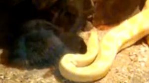 Кролик Против Змеи новые видео 2017 Rabbit vs Snake new video 2017