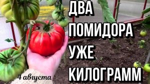 Обзор огорода на 4 августа . Огуры, томаты на севере Удмуртии.