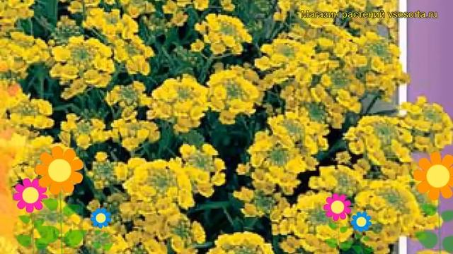 Алиссум Скальный (Алиссум Skal'nyy). Краткий обзор, описание характеристик, где купить, семена смотреть онлайн