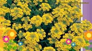 Алиссум Скальный (Алиссум Skal'nyy). Краткий обзор, описание характеристик, где купить, семена