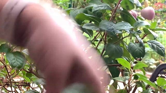 КАК СОХРАНИТЬ ФУКСИЮ, обрезка, зимовка фуксии в подвале смотреть онлайн