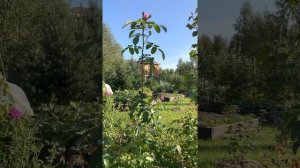 Про обрезку кустовых роз (шрабов)