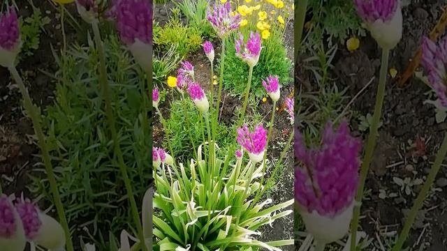 Лук аллиум (Allium), декоративный лук.?