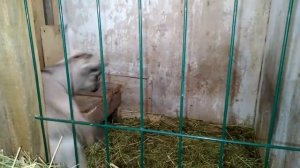 Нормы выпаивания козлят молоком. Мой опыт