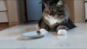 Кот разбивает яйцо ? ???Кошачьи игры) Смешной Сибирский кот Уссури