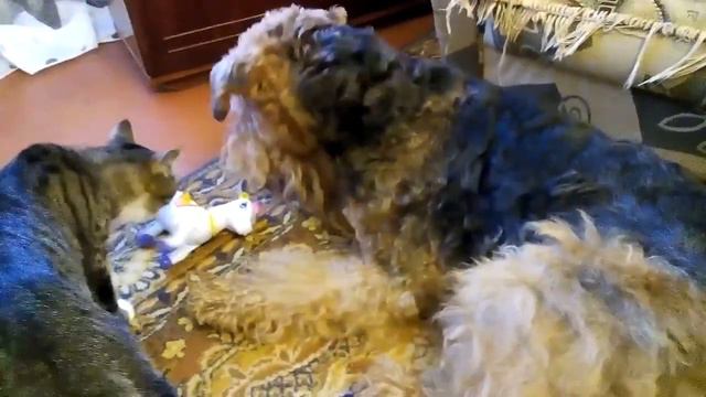 Эрдельтерьер и игрушечная лошадка смотреть онлайн