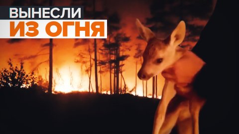 Под Челябинском оленёнка спасли из лесного пожара