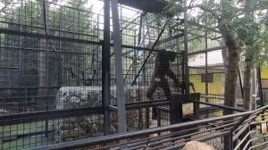 Шимпанзе взбесились в Ялтинском зоопарке Сказка