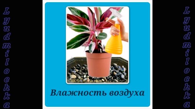 Строманта. Уход в домашних условиях