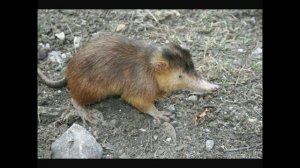 Удивительные соседи. Щелезуб