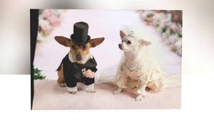 Чихуахуа: как не ошибиться с выбором щенка