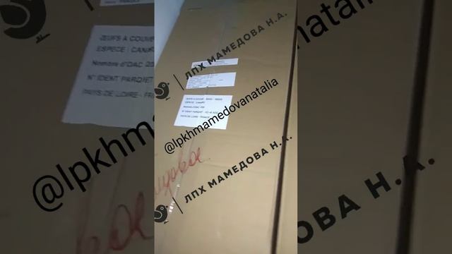 Инкубационное яйцо утки Мускусной Мулард Черри Велли Франция Чехия