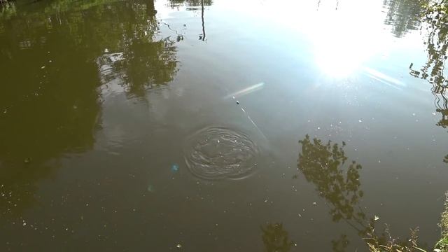 Соревнования по Поплавку. Карп и Амур на Поплавочную Удочку смотреть онлайн